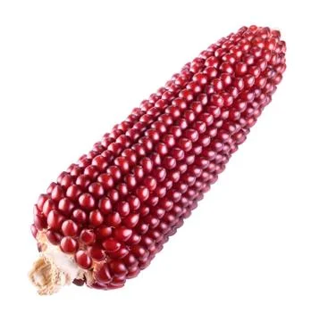 Red dry corn Stock Photos
