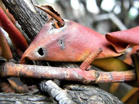 Red dry leaf looking like a mouse in brushwood Foto stock