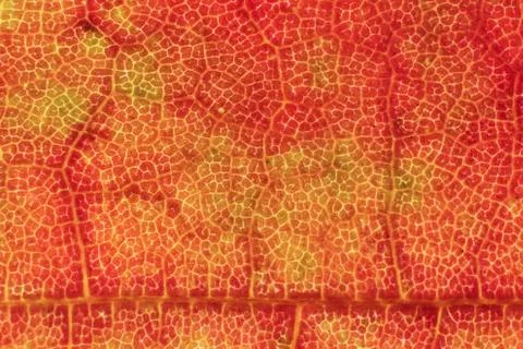 Red Dry Leaf Texture. Macro Closeup. Natural Organic Background. Transparent  Foto stock