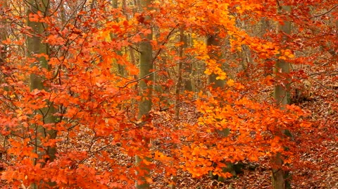 Red dry leaves falling from the tree in autumn Stock Footage 43864070