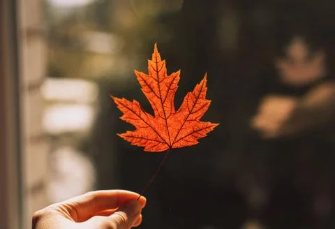 Red dry maple leaf in a female hand in front of the window Stock Photos