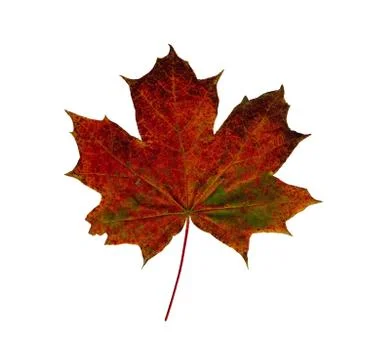 Red dry Maple leaf isolated on white background. Stock Photos