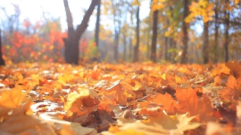 Red dry maple leaves on a ground lightened by a sun Stock Footage 118703231
