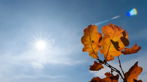 Red dry oak tree branch on sunny sky  time lapse scene Vídeos de archivo 194164184