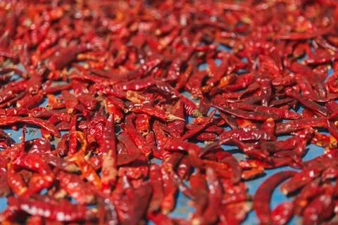 Red Drying Chilli Stock Photos