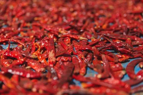 Red Drying Chilli Stock Photos