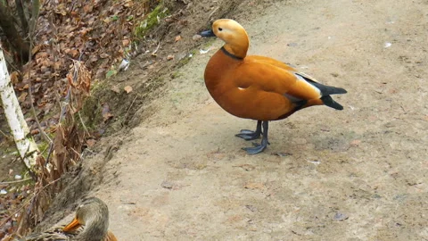 Red duck bird Stock Footage 91967317