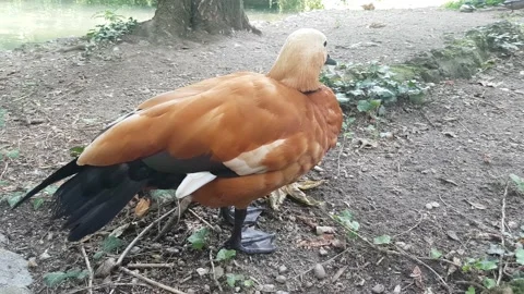 Red duck bird Stockbeeldmateriaal 138166494