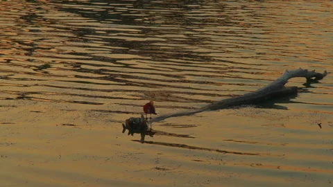 A red duck cleans its feathers on dried wood floating in the lake in the Stock Footage 248315464