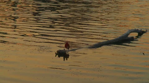 A red duck sits on a log sunk in a lake at sunset. Stock Footage 264361558