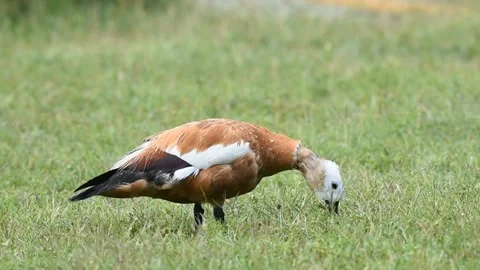 Red duck Tadorna ferruginea eats grass in the rain Stock-Footage 196121265