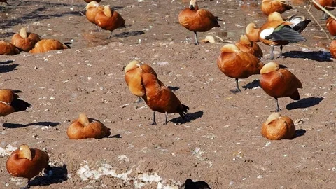 Red ducks basking in the sun and brushing their feathers. Stock Footage 171766667