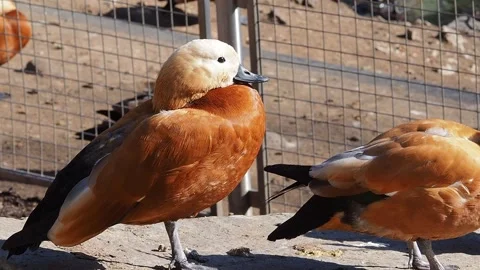 Red ducks basking in the sun and brushing their feathers. Stock Footage 171769735