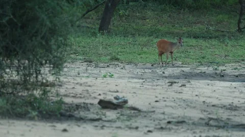 A red duiker darts quickly back into the dense bush after briefly emerging into Stock Footage 341301332