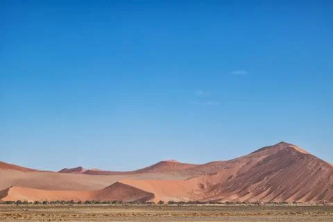 Red dunes in the desert of Namibia. With trees. Stock Photos