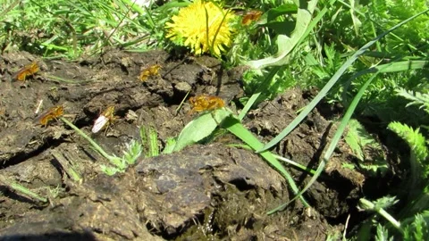 Red dung beetle - yellow dung fly spring has come Scathophaga stercoraria Stock Footage 240332829