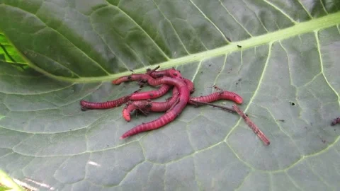 Red dung worms from biohumus close-up Eisenia foetida Stock Footage 334340631