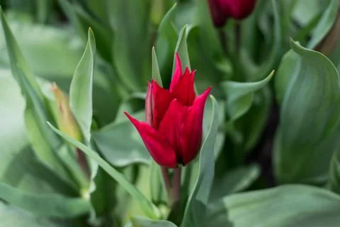 Red Dutch tulips in a flower bed Stock Photos