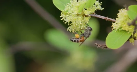 Red Dwarf Honey bee cleaning pollen from its body and stocking its pollen sacks Stock Footage 340408142