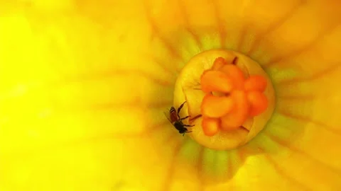 Red dwarf Honey bee pollination in pumpkin blossom Stock Footage 254223159