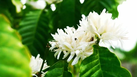 Red dwarf Honey bee on Robusta coffee blossom Stock Footage 270291830