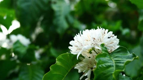 Red dwarf Honey bee on Robusta coffee blossom Stock Footage 270291837