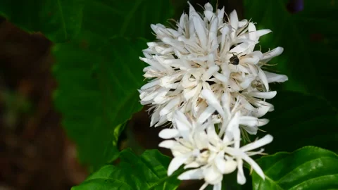 Red dwarf Honey bee on Robusta coffee blossom Stock Footage 270291851