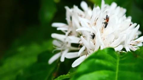 Red dwarf Honey bee on Robusta coffee blossom Stock Footage 270940695