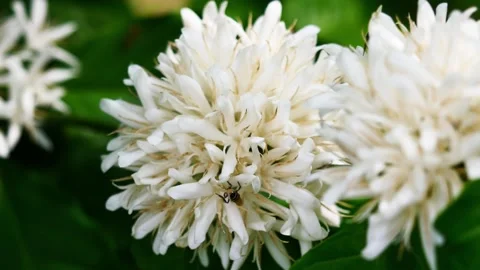 Red dwarf Honey bee on Robusta coffee blossom Stock Footage 270940739