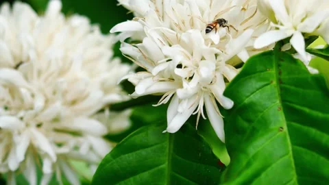 Red dwarf Honey bee on Robusta coffee blossom Stock Footage 271227503