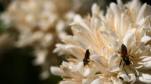 Red dwarf Honey bee on Robusta coffee blossom Stock Footage 303390483