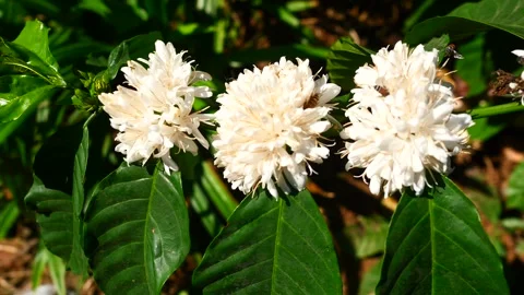 Red dwarf Honey bee on Robusta coffee blossom Stock Footage 303462505