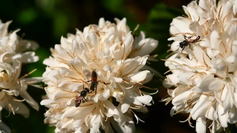 Red dwarf Honey bee on Robusta coffee blossom Stock Footage 303462521