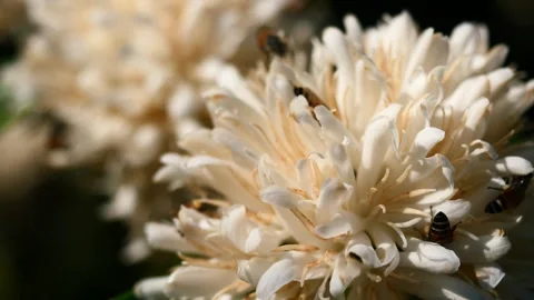 Red dwarf Honey bee on Robusta coffee blossom Stock Footage 303614767