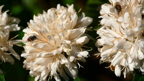 Red dwarf Honey bee on Robusta coffee blossom Stock Footage 304477598