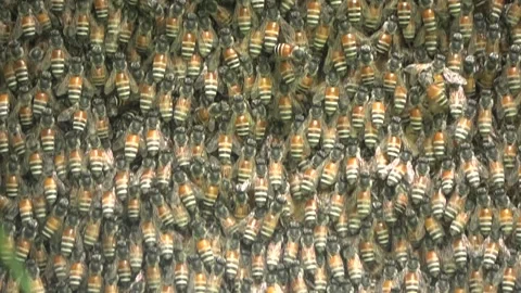 Red Dwarf Honey bees, Malaysia 库存影片 334949103