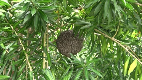 Red Dwarf Honey bees, Malaysia 스톡 동영상 334949111
