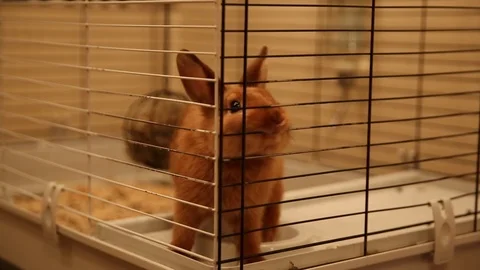 Red dwarf rabbit is in the cage and nibbles it Stock Footage 114769650