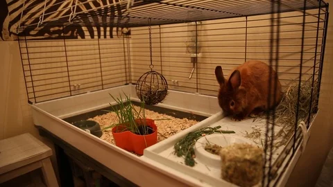 Red dwarf rabbit cleans the foot and sits in a cage Stock Footage 127908975