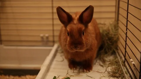 Red dwarf rabbit cleans the foot and sits in a cage Stock Footage 127908994