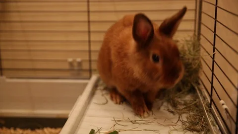 Red dwarf rabbit cleans the foot and sits in a cage Stock Footage 127909007