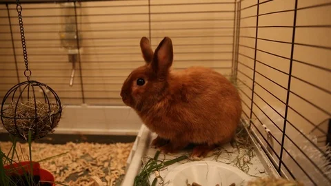 Red dwarf rabbit cleans wool and sits in a cage Stock Footage 127909000