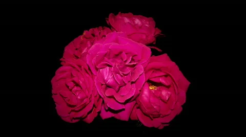 Red Dying Roses Stock Footage 335647
