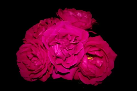 Red Dying Roses Video stock 335651