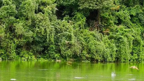 Red eagle flying over river in rainforest Stock Footage 80381229