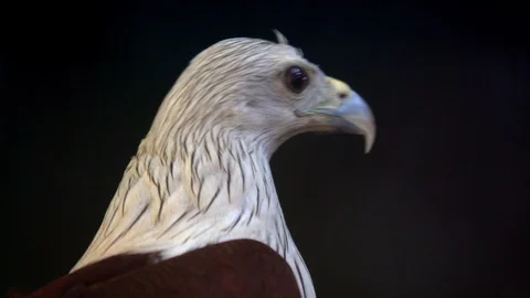 Red eagle or brahminy kite also known as red-backed sea-eagle. Stock Footage 86910574