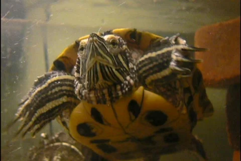 Red Ear Slider 01 Stock Footage 100576