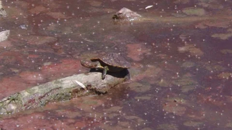 Red Ear Slider &amp; Soft Shell Stock Footage 8691302