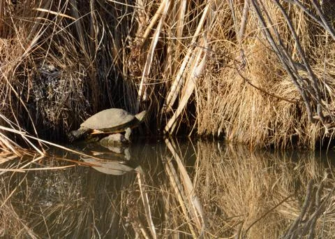 Red ear slider turtle taking a nap Stock Photos