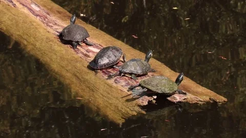 Red Ear Slider Turtles Basking on a Log in the Water Stock Footage 77917890